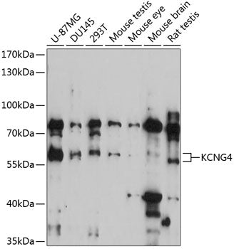 KCNG4 Rabbit pAb