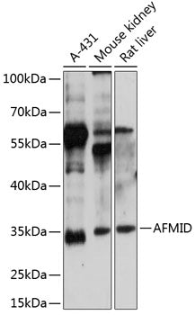 AFMID Rabbit pAb
