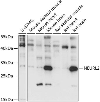 NEURL2 Rabbit pAb