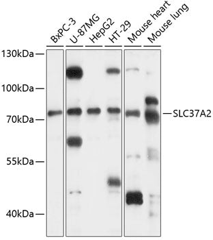 SLC37A2 Rabbit pAb
