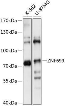 ZNF699 Rabbit pAb