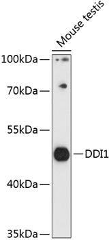 DDI1 Rabbit pAb