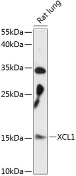 XCL1 Rabbit pAb