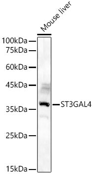 ST3GAL4 Rabbit pAb
