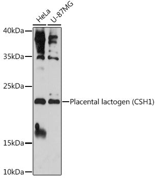Placental lactogen (CSH1) Rabbit pAb