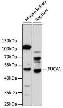 FUCA1 Rabbit pAb