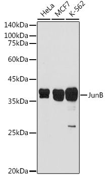 JunB Rabbit pAb