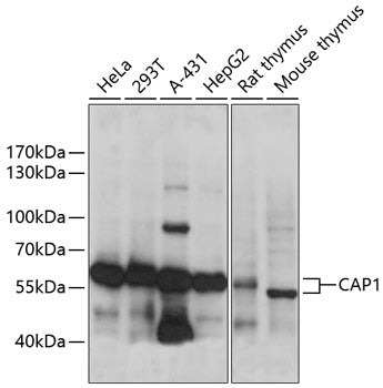 CAP1 Rabbit pAb