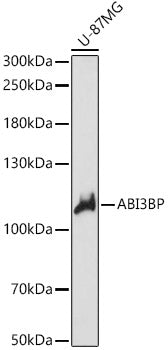 ABI3BP Rabbit pAb