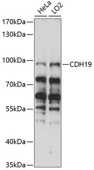 CDH19 Rabbit pAb