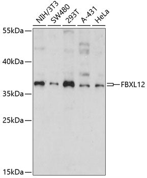 FBXL12 Rabbit pAb