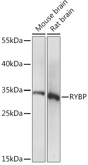 RYBP Rabbit pAb