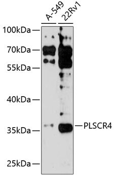 PLSCR4 Rabbit pAb