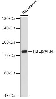 HIF1β/ARNT Rabbit pAb