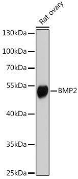 BMP2 Rabbit pAb