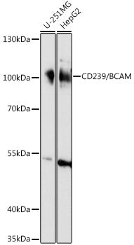 CD239/BCAM Rabbit pAb