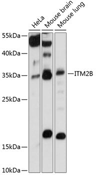 ITM2B Rabbit pAb