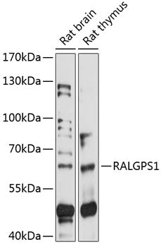 RALGPS1 Rabbit pAb