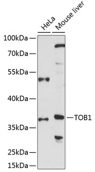 TOB1 Rabbit pAb