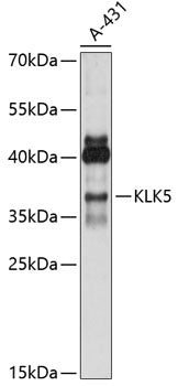 KLK5 Rabbit pAb
