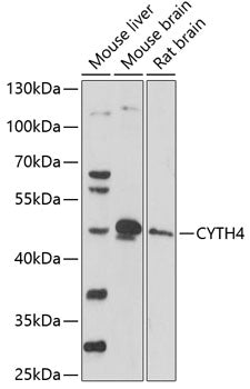 CYTH4 Rabbit pAb