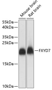 FXYD7 Rabbit pAb