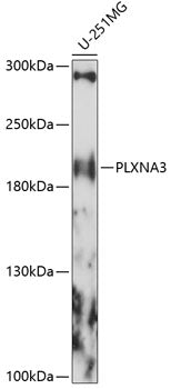 PLXNA3 Rabbit pAb