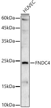 FNDC4 Rabbit pAb