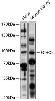 FCHO2 Rabbit pAb