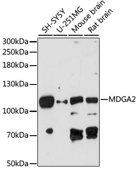 MDGA2 Rabbit pAb