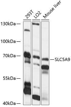 SLC5A9 Rabbit pAb
