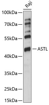 ASTL Rabbit pAb