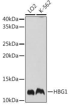 HBG1 Rabbit pAb