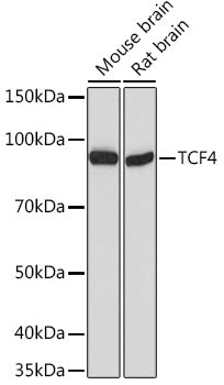 TCF4 Rabbit pAb