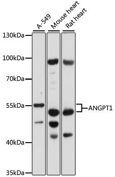 ANGPT1 Rabbit pAb