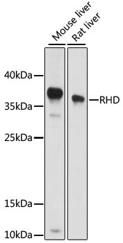 RHD Rabbit pAb