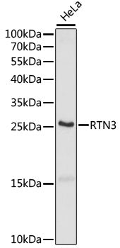 RTN3 Rabbit pAb