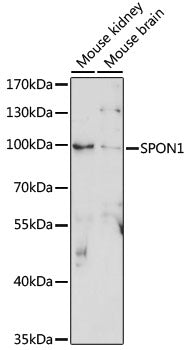 SPON1 Rabbit pAb