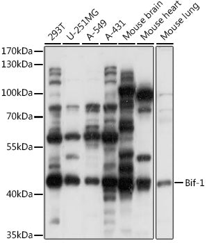 Bif-1 Rabbit pAb