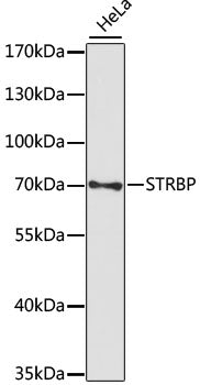 STRBP Rabbit pAb