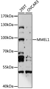MMEL1 Rabbit pAb