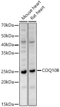 COQ10B Rabbit pAb