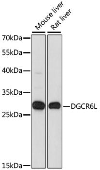 DGCR6L Rabbit pAb