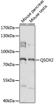 QSOX2 Rabbit pAb