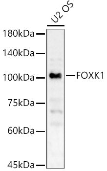 FOXK1 Rabbit pAb