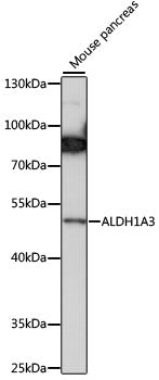 ALDH1A3 Rabbit pAb