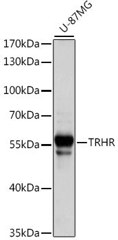 TRHR Rabbit pAb