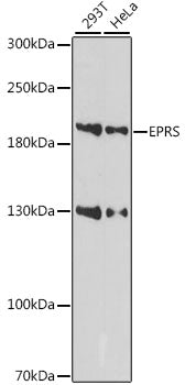 EPRS Rabbit pAb