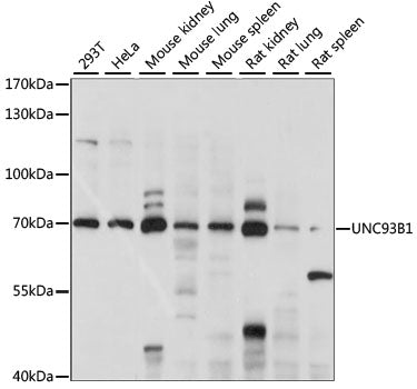 UNC93B1 Rabbit pAb