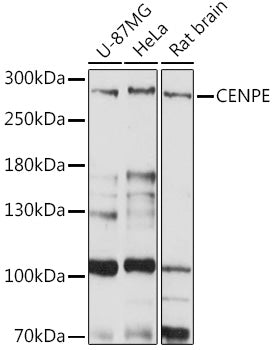 CENPE Rabbit pAb